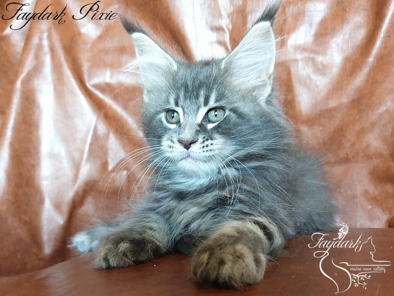 Faydark Pixie - Kitten maine-coon 2 months