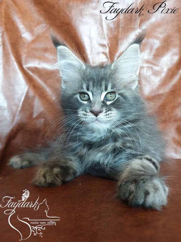 Faydark Pixie - Kitten maine-coon 2 months