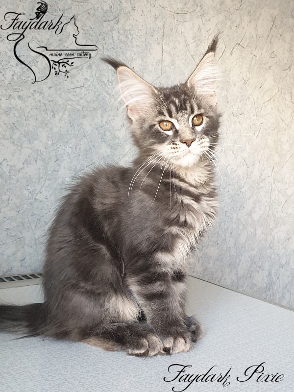 Faydark Pixie - Kitten maine-coon 3 months 0.5 weeks