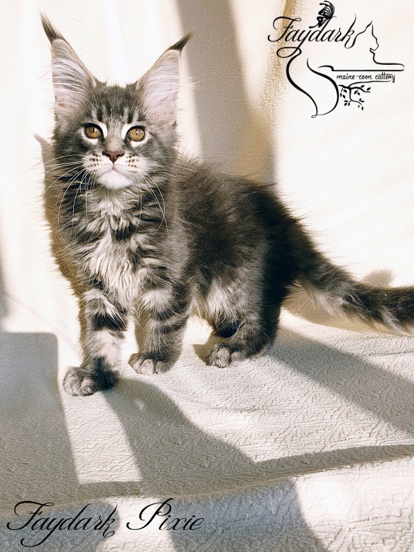 Faydark Pixie - Kitten maine-coon 2.5 months