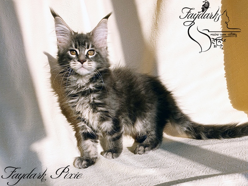 Faydark Pixie - Kitten maine-coon 2.5 months