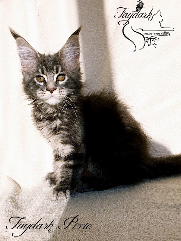 Faydark Pixie - Kitten maine-coon 2.5 months