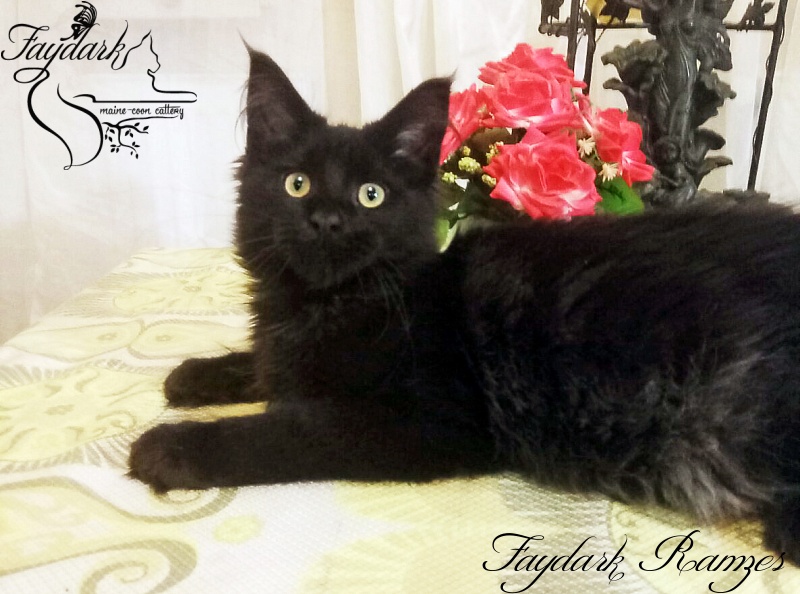 Faydark Ramzes - Котенок мейн-кун 5 месяцев 0,5 недель