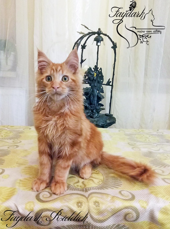 Faydark Riddick - Кошеня мейн-кун 5 місяців 0,5 тижнів