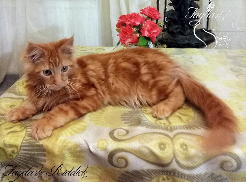Faydark Riddick - Кошеня мейн-кун 5 місяців 0,5 тижнів