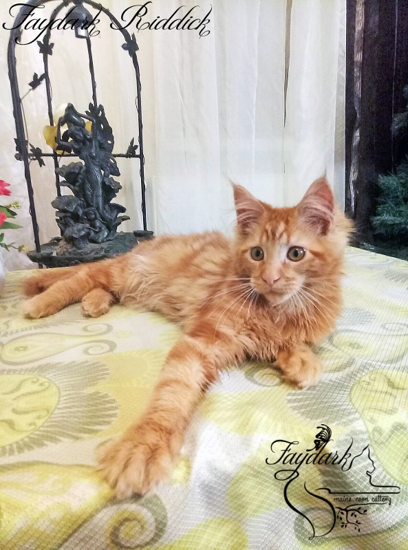 Faydark Riddick - Кошеня мейн-кун 5 місяців 0,5 тижнів