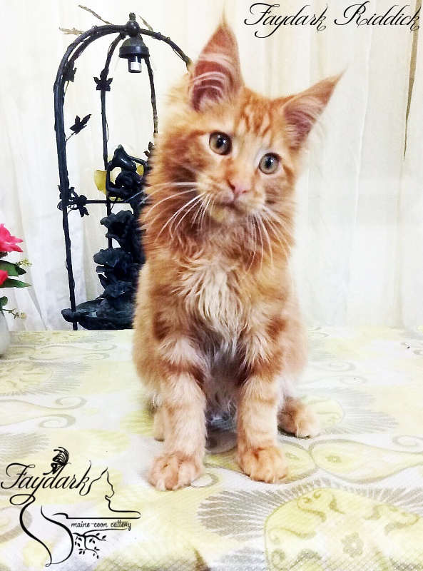 Faydark Riddick - Кошеня мейн-кун 5 місяців 0,5 тижнів