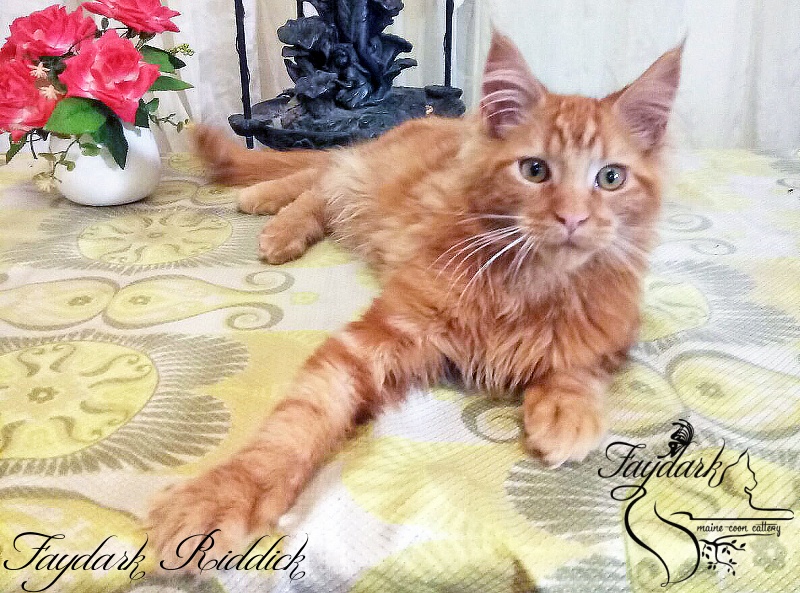 Faydark Riddick - Кошеня мейн-кун 5 місяців 0,5 тижнів
