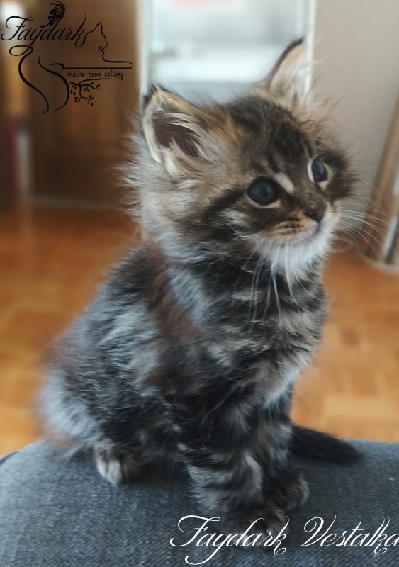 Faydark Vestalka - Kitten maine-coon 2 months