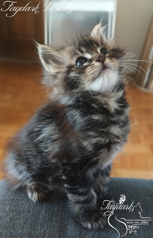 Faydark Vestalka - Kitten maine-coon 2 months