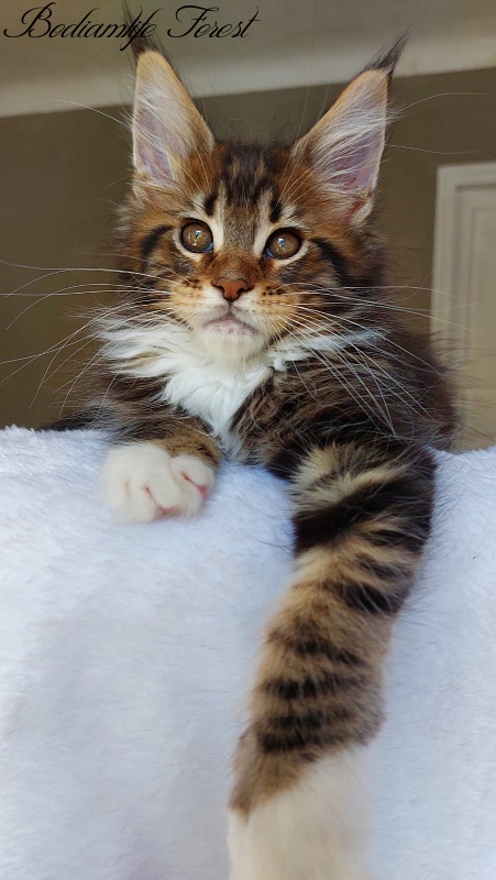 Bodiamlife Forest - Kitten maine-coon 2 months 2 weeks