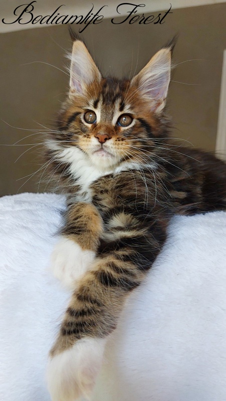 Bodiamlife Forest - Kitten maine-coon 2 months 2 weeks