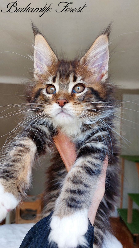 Bodiamlife Forest - Kitten maine-coon 2 months 2 weeks