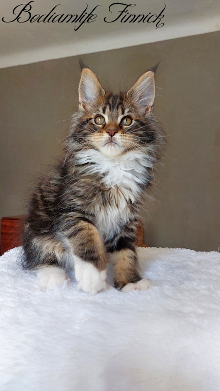 Bodiamlife Finnick - Kitten maine-coon 2 months 2 weeks