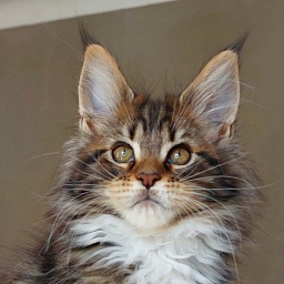 Bodiamlife Finnick