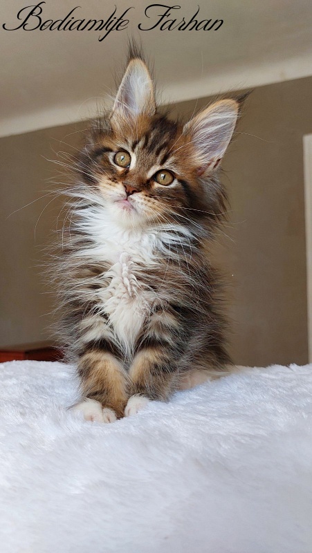 Bodiamlife Farhan - Kitten maine-coon 2 months 2 weeks