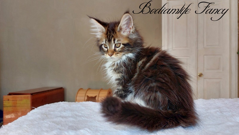 Bodiamlife Fancy - Кошеня мейн-кун 2 місяця 2 тижні