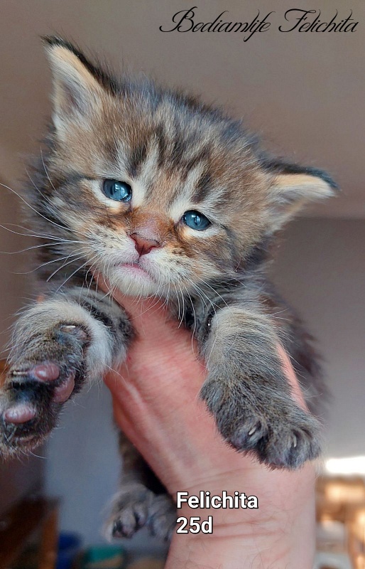 Bodiamlife Felichita - Kitten maine-coon 3 weeks