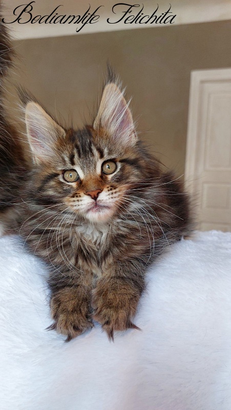 Bodiamlife Felichita - Kitten maine-coon 2 months 2 weeks