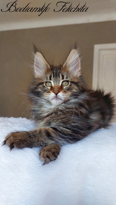 Bodiamlife Felichita - Kitten maine-coon 2 months 2 weeks
