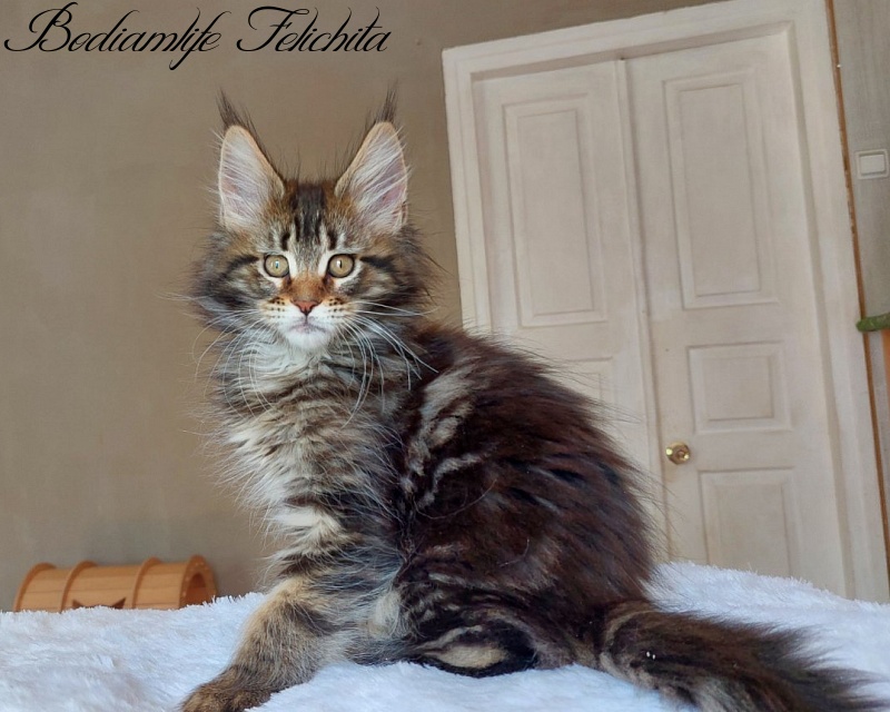 Bodiamlife Felichita - Kitten maine-coon 2 months 2 weeks