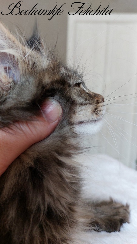 Bodiamlife Felichita - Kitten maine-coon 2 months 2 weeks