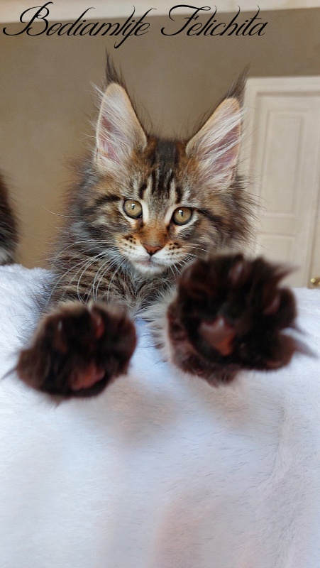 Bodiamlife Felichita - Kitten maine-coon 2 months 2 weeks