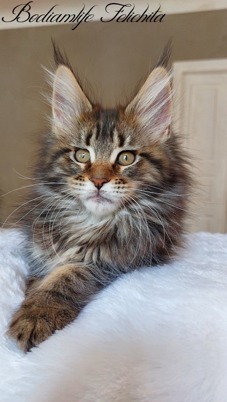 Bodiamlife Felichita - Kitten maine-coon 2 months 2 weeks