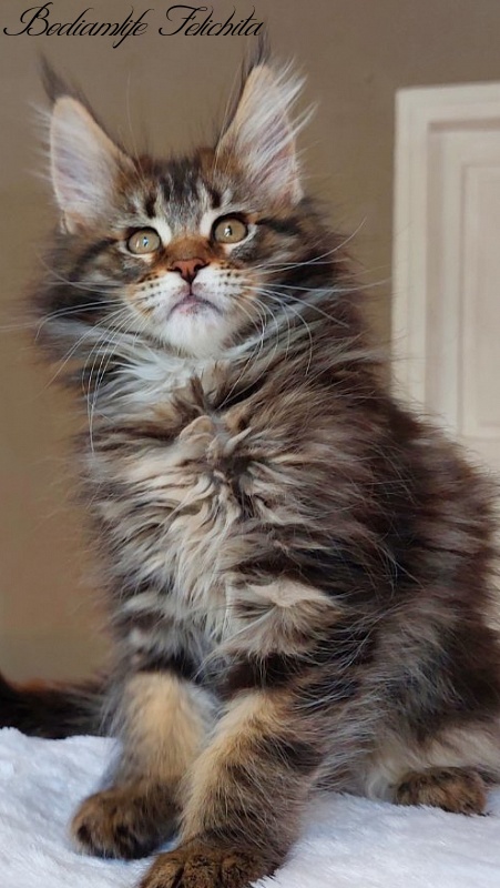 Bodiamlife Felichita - Kitten maine-coon 2 months 2 weeks