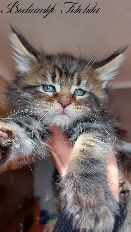 Bodiamlife Felichita - Kitten maine-coon 1 month 3 weeks