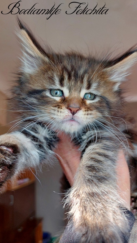 Bodiamlife Felichita - Kitten maine-coon 1 month 3 weeks