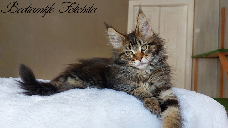 Bodiamlife Felichita - Kitten maine-coon 2 months 2 weeks