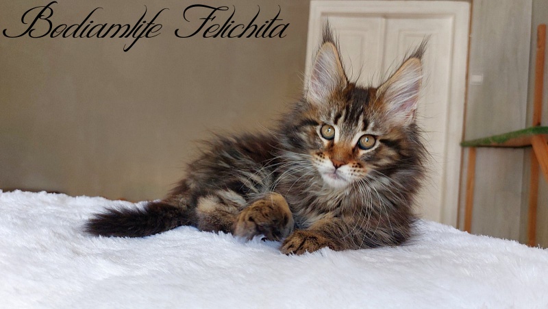 Bodiamlife Felichita - Kitten maine-coon 2 months 2 weeks