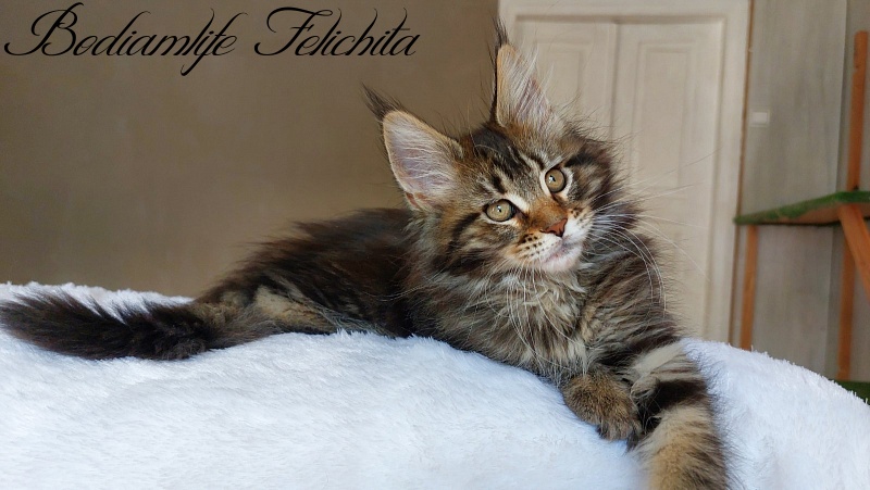 Bodiamlife Felichita - Kitten maine-coon 2 months 2 weeks