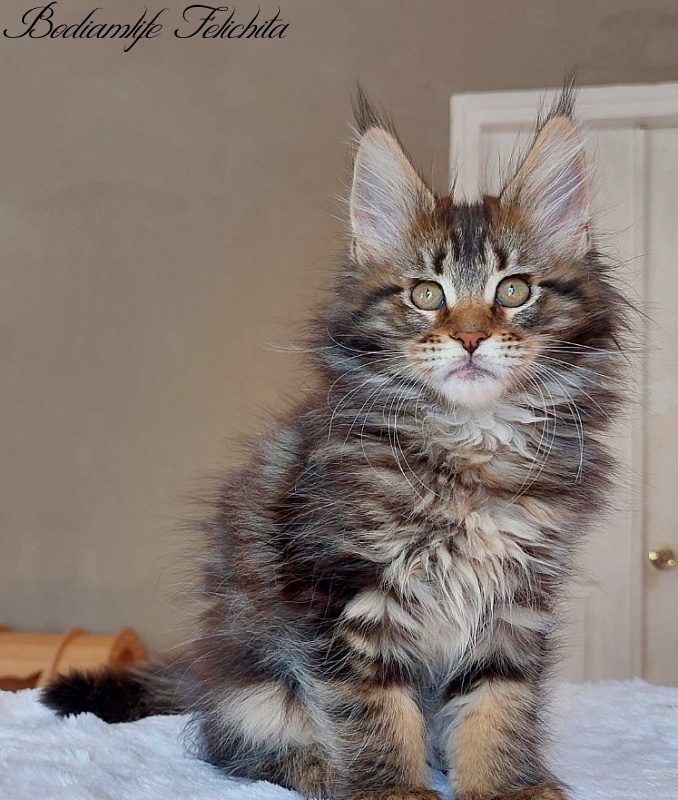 Bodiamlife Felichita - Kitten maine-coon 2 months 2 weeks