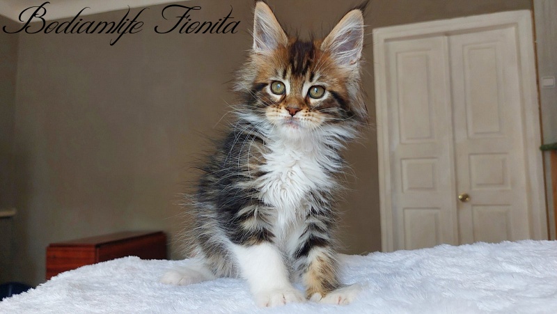 Bodiamlife Fionita - Кошеня мейн-кун 2 місяця 2 тижні