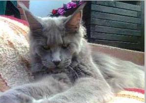 Langstteich's N'Kosma-Blue - maine-coon