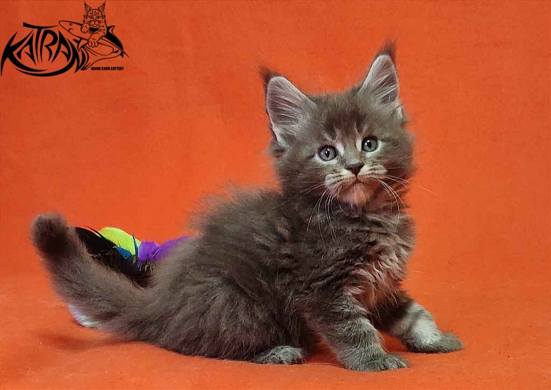 Katran Vilson - Kitten maine-coon 1 month 2 weeks