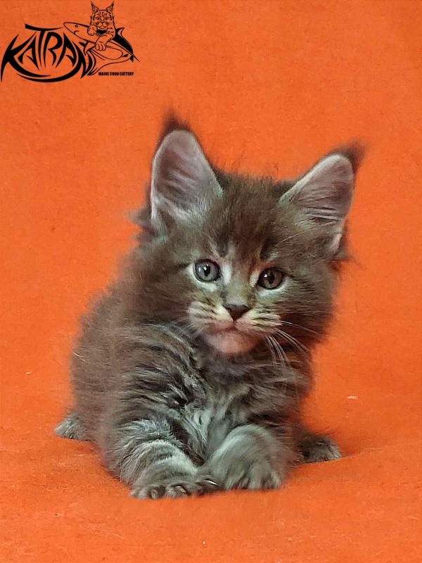 Katran Vilson - Kitten maine-coon 1 month 2 weeks