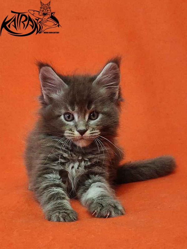 Katran Vilson - Kitten maine-coon 1 month 2 weeks