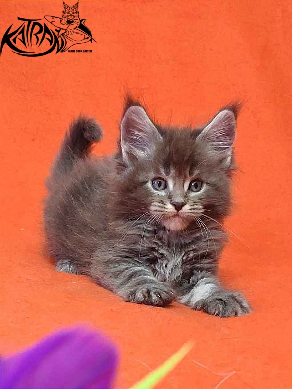 Katran Vilson - Kitten maine-coon 1 month 2 weeks