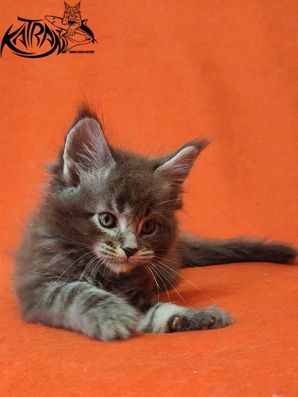 Katran Vilson - Kitten maine-coon 1 month 2 weeks