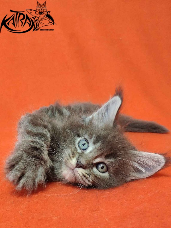 Katran Vilson - Kitten maine-coon 1 month 2 weeks