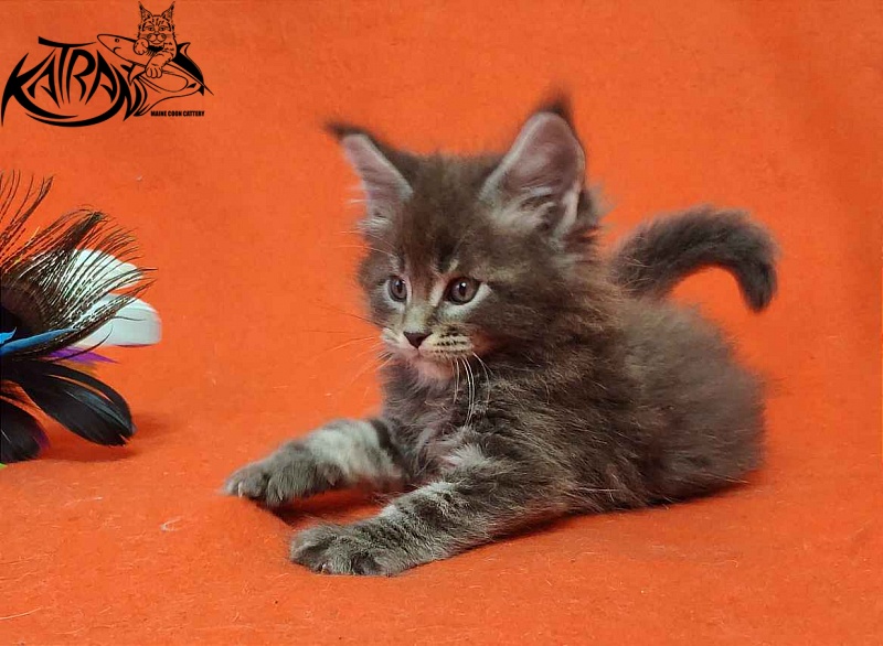 Katran Vilson - Kitten maine-coon 1 month 2 weeks
