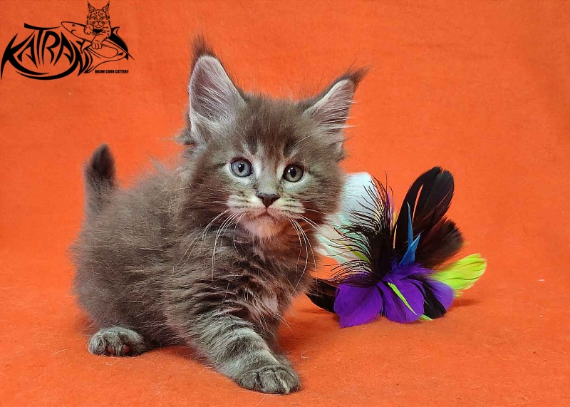 Katran Vilson - Kitten maine-coon 1 month 2 weeks
