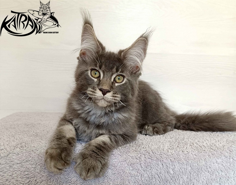 Katran Vilson - Kitten maine-coon 3 months