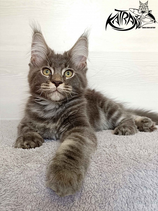 Katran Vilson - Kitten maine-coon 3 months