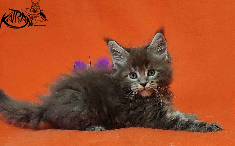 Katran Vilson - Kitten maine-coon 1 month 2 weeks