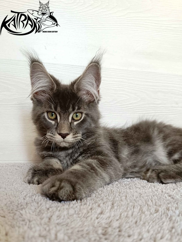 Katran Vilson - Kitten maine-coon 3 months