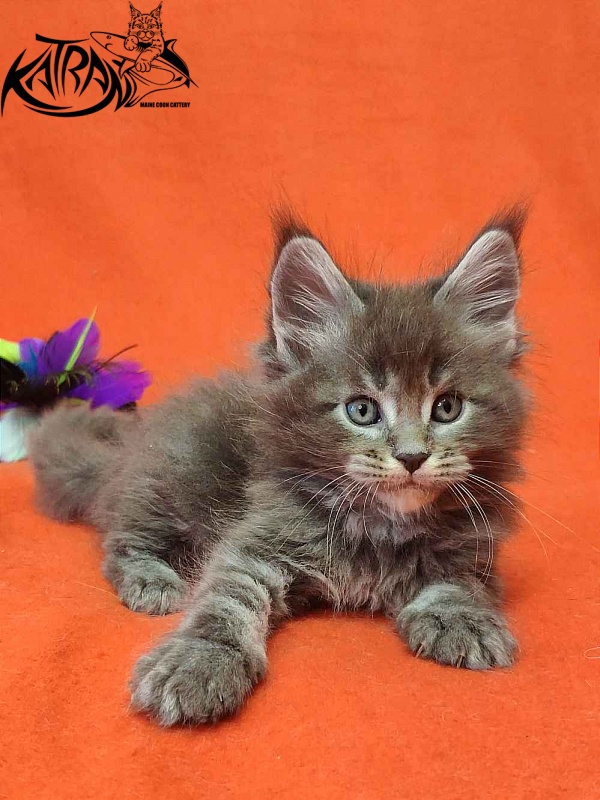 Katran Vilson - Kitten maine-coon 1 month 2 weeks